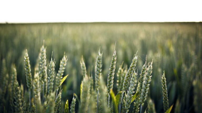 How To Play Andar Bahar On Cricbet99?